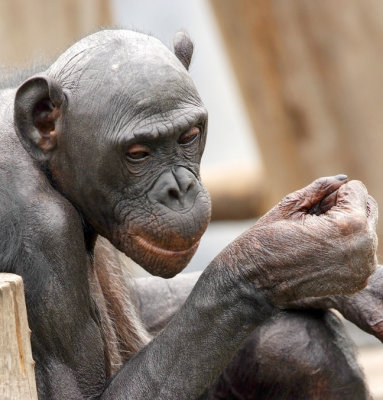 Bald Bonobo.jpg
