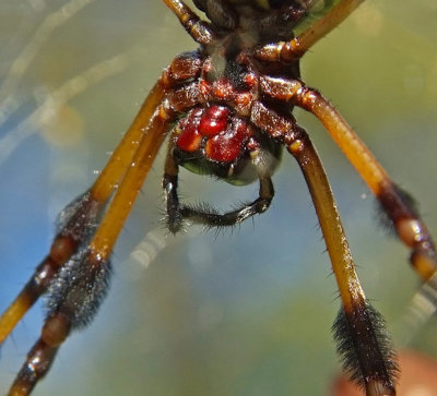 Spider close up.jpg