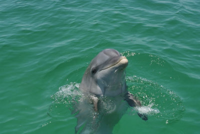 Wild Dolphin.jpg