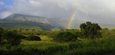 Maui Rainbow.jpg