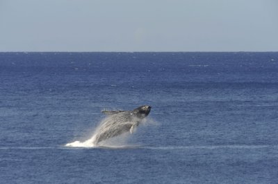 Humpback Whale.jpg