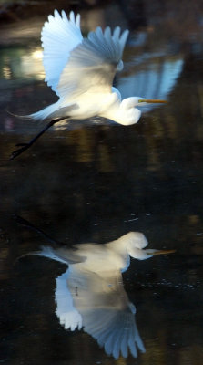 Reflections of an Egret.jpg