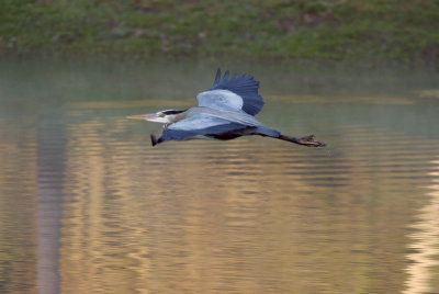 Great Blue Heron.jpg