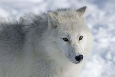 Arctic Wolf 7410.jpg