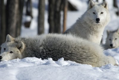 Arctic wolf 7415.jpg