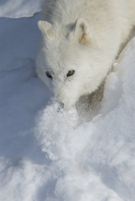 Arctic Wolf 7418.jpg