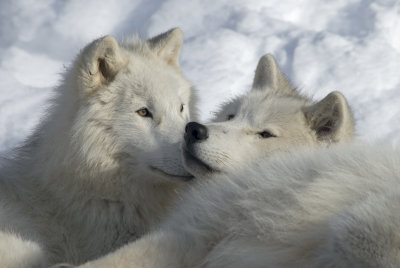 Arctic Wolf 7423.jpg