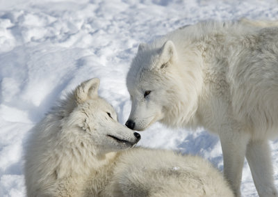 Arctic Wolves 7420.jpg