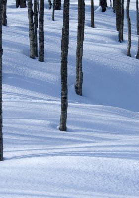 Shadows 7333.jpg