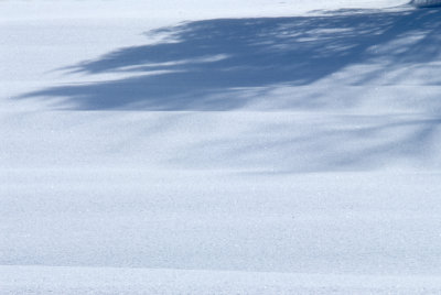 Shadows 7339.jpg