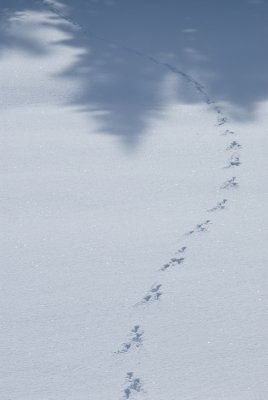 Shadows 7358.jpg