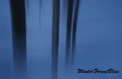 Winter Forest Blue Title.jpg