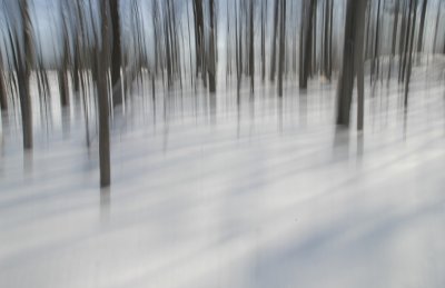 Winter White 6   F 7778.jpg