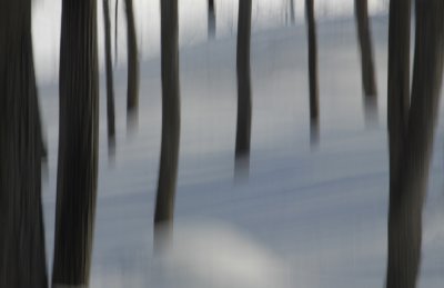 Winter White 8  F 7786 v2.jpg