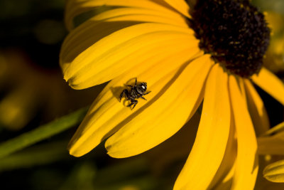 small spider