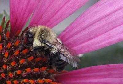 Bee on Cone Flower
