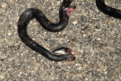 Why does everyone like looking at dead snakes?