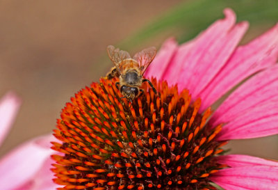 Honey Bee on Cone Flower