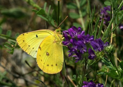 Clouded Sulfer Butterfly