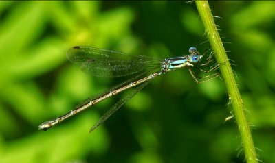 Damsel Fly
