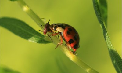 Asian Ladybug   (Harmonia axyridis)... .. eating   Red Aphid