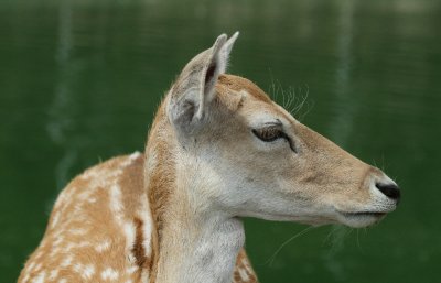 Deer at African Lion Safari