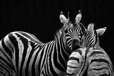 Zebras Bowmanville Zoo