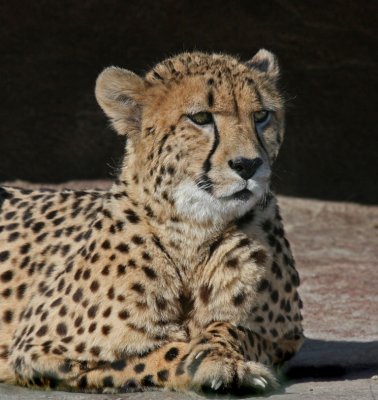Toronto Zoo Cheetah
