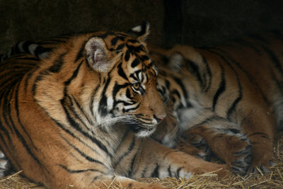 Toronto Zoo Sumatran Tiger