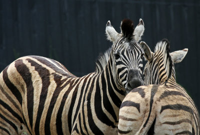 Zebras  Bowmanville Zoo