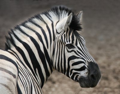 Zebra  Bowmanville Zoo