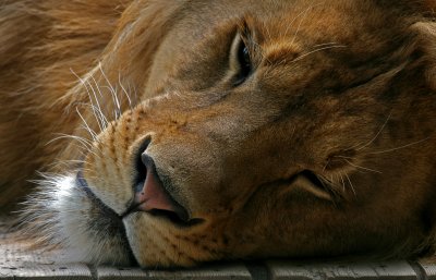 Lion Bowmanville Zoo