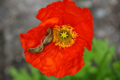 Nice Red Flower....but what's in it?