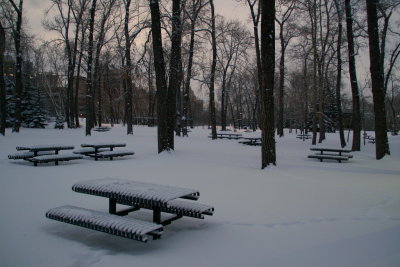 Picnic Tables in the Woods
