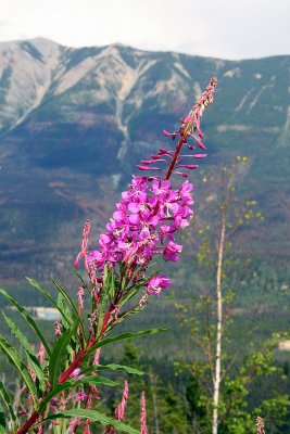 Fireweed