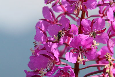 Romantic Fireweed