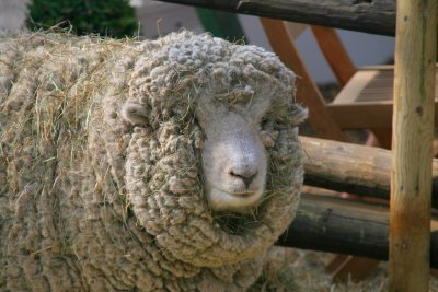 Wooly Dolly