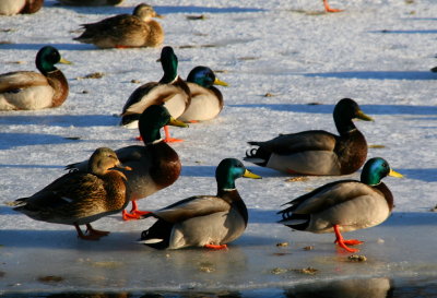 Sharing the Ice