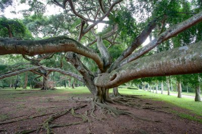 Tree in Royal Botanical Gardens, Kandy. (Original)