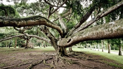 Tree in Royal Botanical Gardens, Kandy. (Processed)
