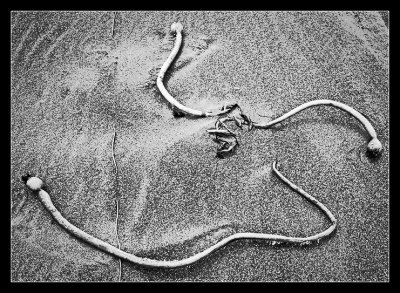 IMG_7884_bw_gg.jpg