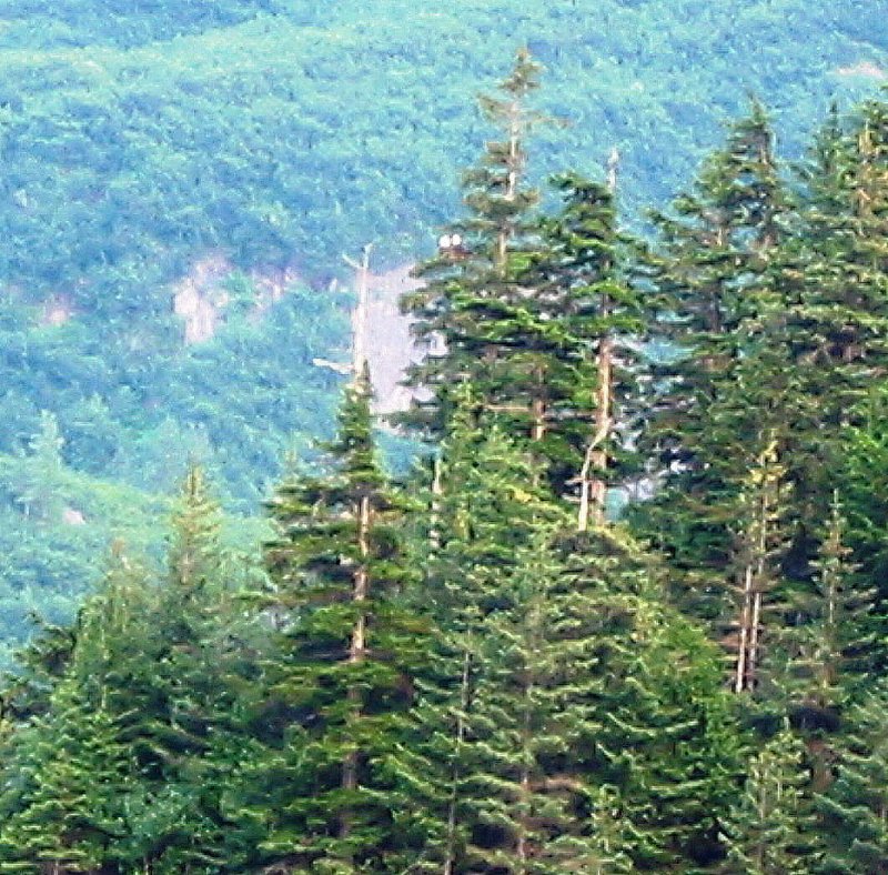 Pair of Bald Eagles Viewed from Balcony