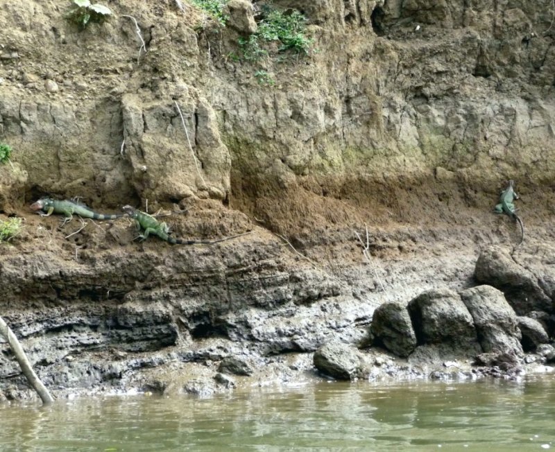 Three Iguanas on Tacoles Riverbank