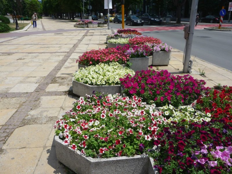 Flowers on a Street in Varna, Bulgaria