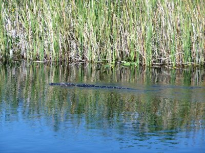 Gator in the Tamiami Canal