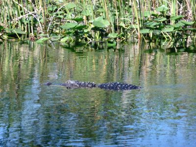 Smaller Gator in the Tamiami Canal