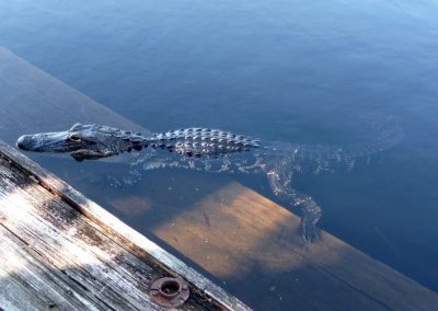 Gator in the Tamiami Canal