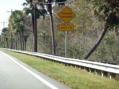 Beware of Panters on the Tamiami Trail