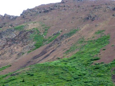 Dall Sheep on Hillside