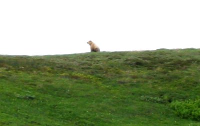 Grizzly On Ridge